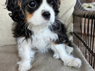 Beautiful boy for sale Cavalier King Charles Spaniel