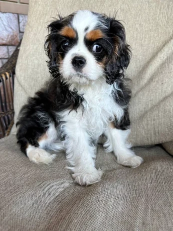 beautiful-boy-for-sale-cavalier-king-charles-spaniel-big-5