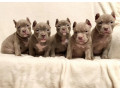 american-pit-bull-terrier-puppies-for-sale-in-oregon-or-small-0