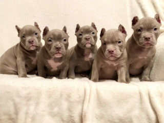 American Pit Bull Terrier Puppies for Sale in Oregon (OR)