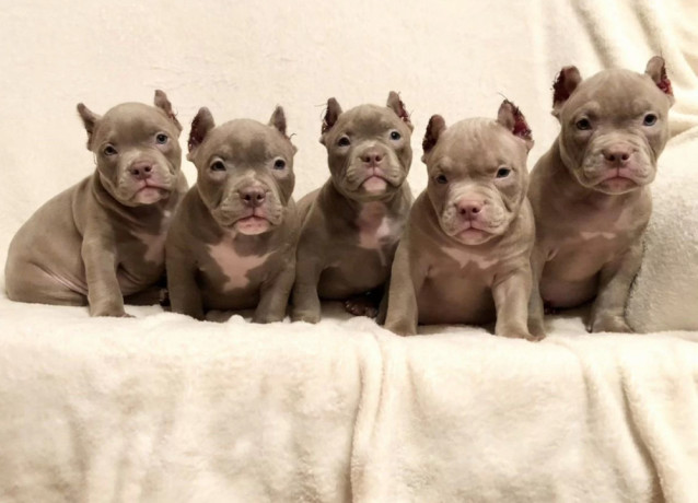 american-pit-bull-terrier-puppies-for-sale-in-oregon-or-big-0