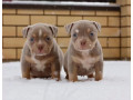 two-male-american-pit-bull-terrier-puppies-ready-for-a-home-in-texas-tx-small-1