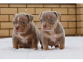 two-male-american-pit-bull-terrier-puppies-ready-for-a-home-in-texas-tx-small-2