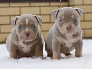 Two Male American Pit Bull Terrier Puppies Ready for a Home in Texas (TX)