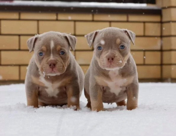 two-male-american-pit-bull-terrier-puppies-ready-for-a-home-in-texas-tx-big-1