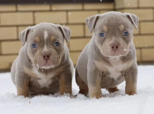 two-male-american-pit-bull-terrier-puppies-ready-for-a-home-in-texas-tx-big-0