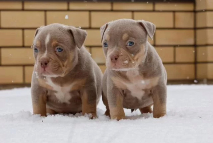 two-male-american-pit-bull-terrier-puppies-ready-for-a-home-in-texas-tx-big-2