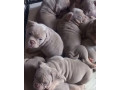 american-pit-bull-terrier-puppies-for-sale-in-new-york-ny-small-0