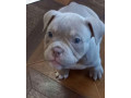 american-pit-bull-terrier-puppies-for-sale-in-new-york-ny-small-1