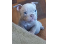 american-pit-bull-terrier-puppies-for-sale-in-new-york-ny-small-2