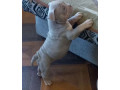 american-pit-bull-terrier-puppies-for-sale-in-new-york-ny-small-4