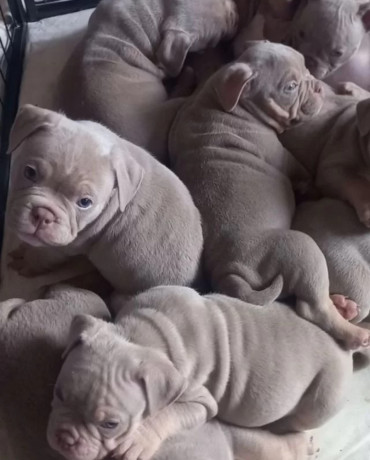 american-pit-bull-terrier-puppies-for-sale-in-new-york-ny-big-0