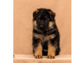 female-german-shepherd-puppy-ready-for-sale-in-california-ca-small-4