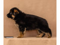 female-german-shepherd-puppy-ready-for-sale-in-california-ca-small-2