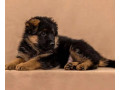 female-german-shepherd-puppy-ready-for-sale-in-california-ca-small-1