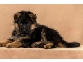 female-german-shepherd-puppy-ready-for-sale-in-california-ca-small-0