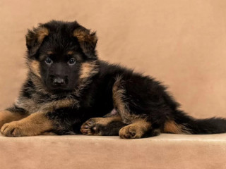 Female German Shepherd Puppy Ready for Sale in California (CA)