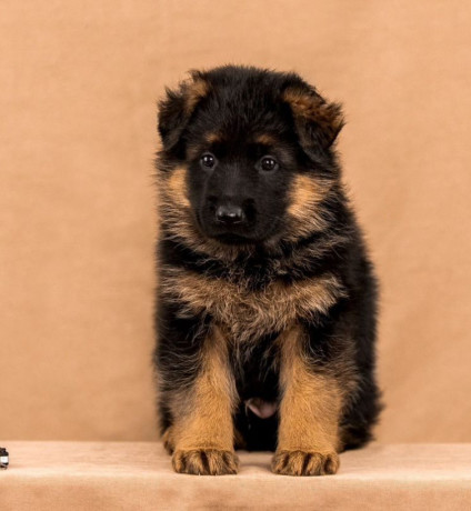 female-german-shepherd-puppy-ready-for-sale-in-california-ca-big-4