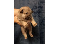 two-german-shepherd-puppies-available-for-reservation-in-new-york-ny-small-4