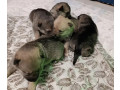 two-german-shepherd-puppies-available-for-reservation-in-new-york-ny-small-0