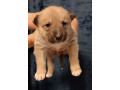 two-german-shepherd-puppies-available-for-reservation-in-new-york-ny-small-1