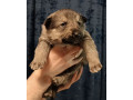 two-german-shepherd-puppies-available-for-reservation-in-new-york-ny-small-2