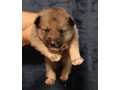 two-german-shepherd-puppies-available-for-reservation-in-new-york-ny-small-3