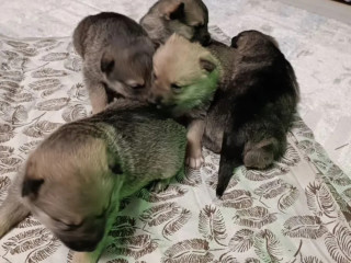 Two German Shepherd Puppies Available for Reservation in New York (NY)