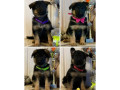 german-shepherd-puppies-for-sale-in-illinois-il-small-0