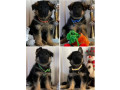 german-shepherd-puppies-for-sale-in-illinois-il-small-1