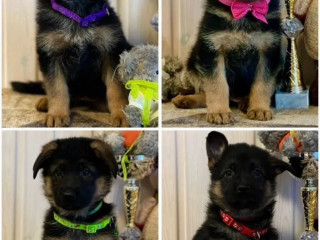 German Shepherd Puppies for Sale in Illinois (IL)