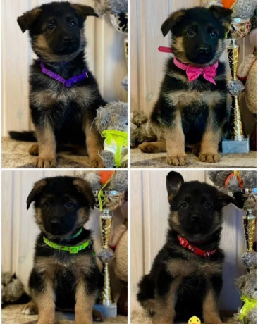 german-shepherd-puppies-for-sale-in-illinois-il-big-0