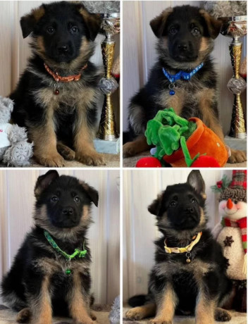 german-shepherd-puppies-for-sale-in-illinois-il-big-1