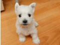 west-highland-white-terrier-puppies-for-sale-small-3