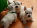 west-highland-white-terrier-puppies-for-sale-small-2