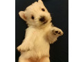 west-highland-white-terrier-puppies-for-sale-small-4