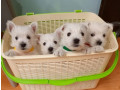 west-highland-white-terrier-puppies-for-sale-small-0