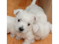 west-highland-white-terrier-puppies-for-sale-small-1