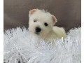 male-and-female-west-highland-white-terrier-puppies-available-in-oregon-or-small-2