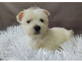 male-and-female-west-highland-white-terrier-puppies-available-in-oregon-or-small-4