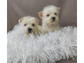 male-and-female-west-highland-white-terrier-puppies-available-in-oregon-or-small-0