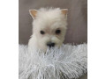 male-and-female-west-highland-white-terrier-puppies-available-in-oregon-or-small-1