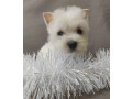 male-and-female-west-highland-white-terrier-puppies-available-in-oregon-or-small-3