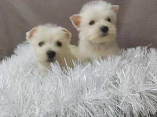 Male and Female West Highland White Terrier Puppies Available in Oregon (OR)