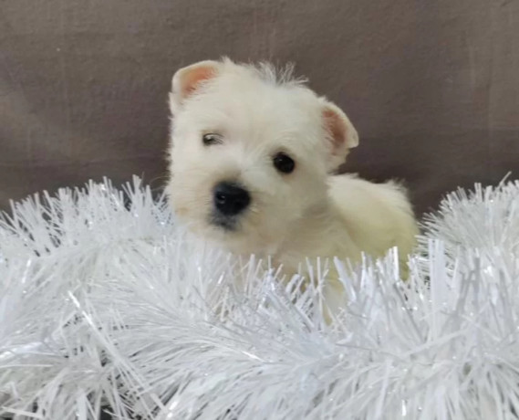 male-and-female-west-highland-white-terrier-puppies-available-in-oregon-or-big-2