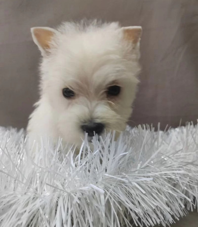 male-and-female-west-highland-white-terrier-puppies-available-in-oregon-or-big-1