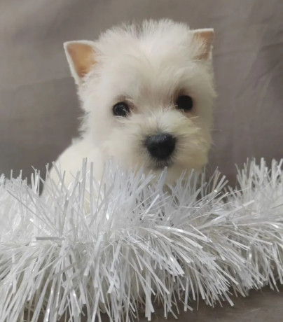 male-and-female-west-highland-white-terrier-puppies-available-in-oregon-or-big-3