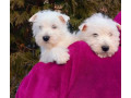 west-highland-white-terrier-puppies-for-sale-in-minnesota-mn-small-2