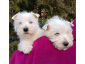 west-highland-white-terrier-puppies-for-sale-in-minnesota-mn-small-0