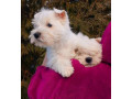 west-highland-white-terrier-puppies-for-sale-in-minnesota-mn-small-1